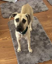 Lost Female Dog last seen Bevenue and Greys Mill Road, Rocky Mount, NC 27804