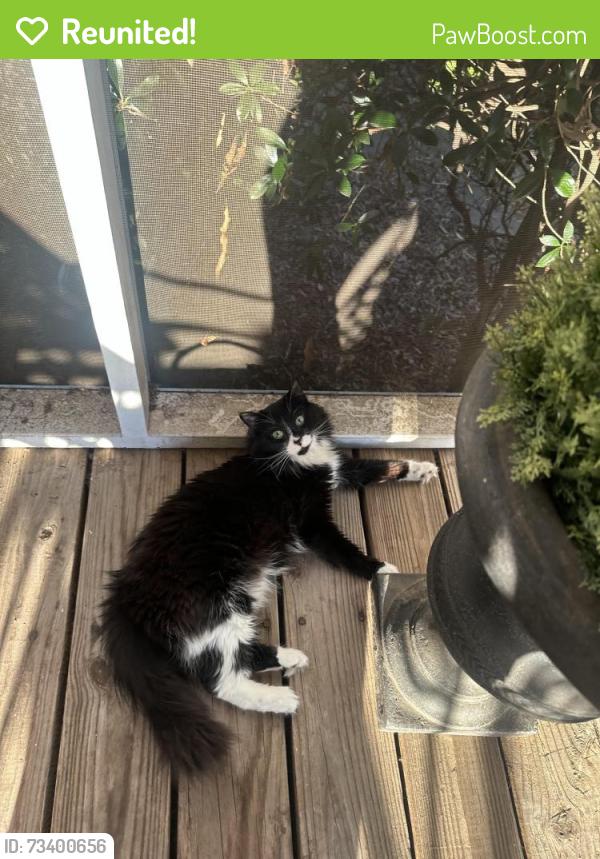 Reunited Female Cat last seen Near Stone Ridge Road, Greer, SC 29650
