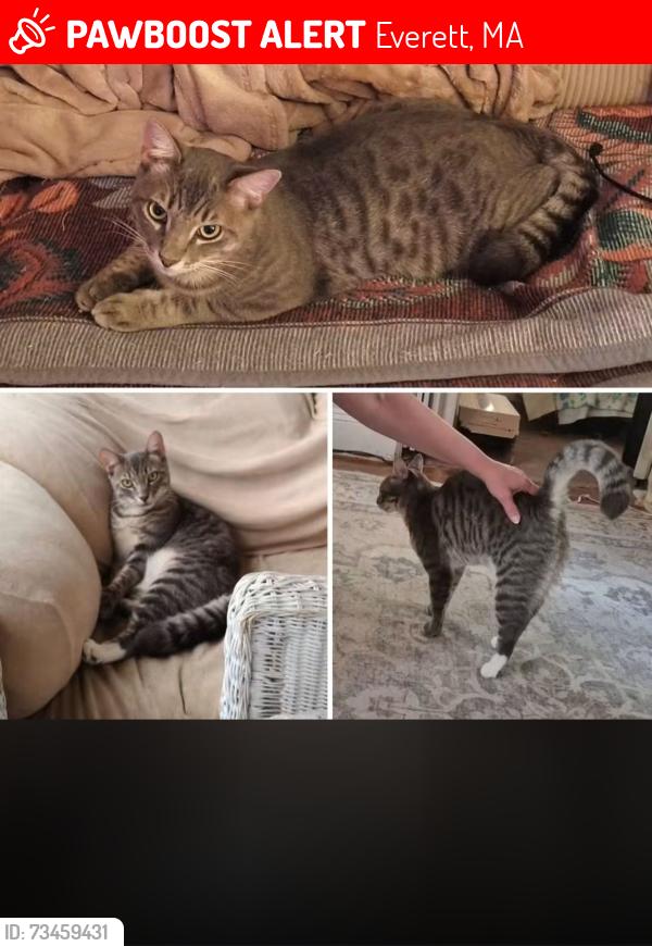 Lost Male Cat last seen Arlington Street, Everett, MA 02149
