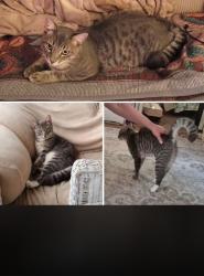 Lost Male Cat last seen Arlington Street, Everett, MA 02149