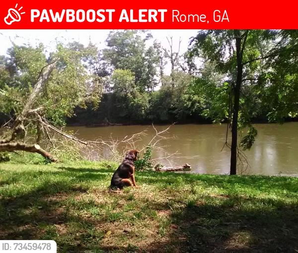 Lost Male Dog last seen Turner Chapel rd, Rome, GA 30161