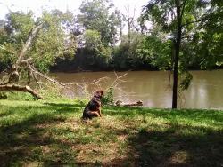 Lost Male Dog last seen Turner Chapel rd, Rome, GA 30161
