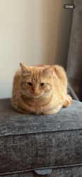 Reunited Female Cat last seen Camp Hill NN4 9YG, West Northamptonshire, England NN4 9YG