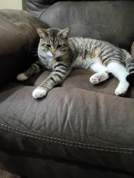 Found/Stray Male Cat last seen Roxberry and Ridgecrest ave, Springfield, MO 65807