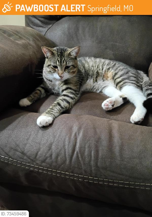 Found/Stray Male Cat last seen Roxberry and Ridgecrest ave, Springfield, MO 65807