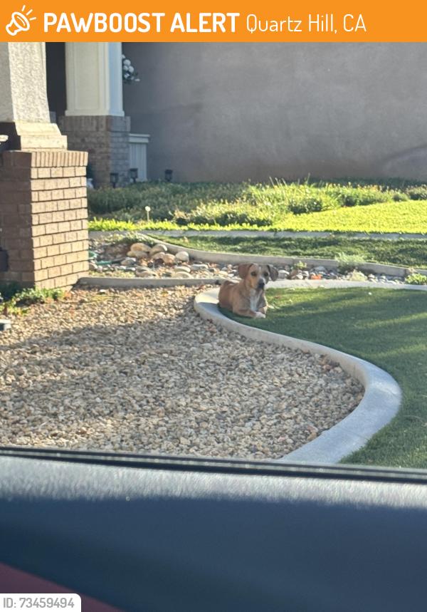 Found/Stray Unknown Dog last seen L8 & 40th, Quartz Hill, CA 93536