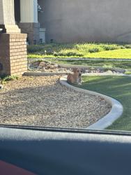 Found/Stray Unknown Dog last seen L8 & 40th, Quartz Hill, CA 93536