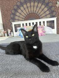 Lost Female Cat last seen Big lake bar and grill, Big Lake, WA 98274