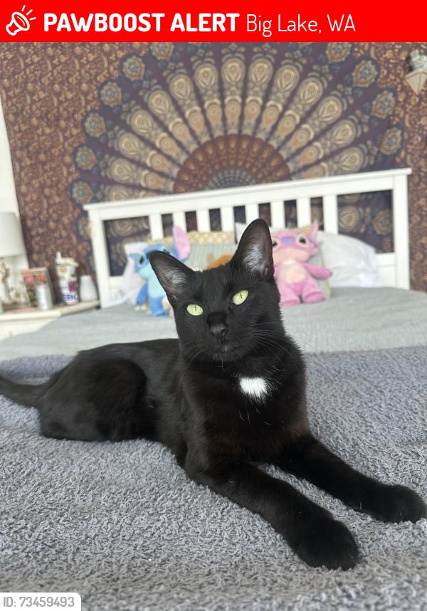 Lost Female Cat last seen Big lake bar and grill, Big Lake, WA 98274