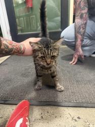 Found/Stray Male Cat last seen Near Tattoo, Encinitas, CA 92024