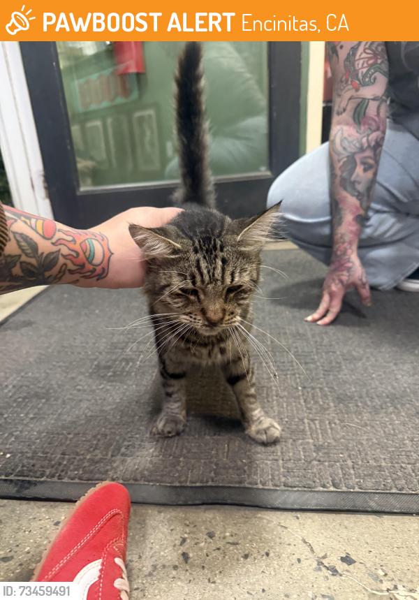 Found/Stray Male Cat last seen Near Tattoo, Encinitas, CA 92024