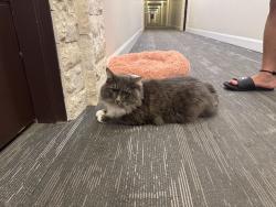 Found/Stray Unknown Cat last seen Near Gary Martin drive, Bedford, Bedford, NS B4B 2G1