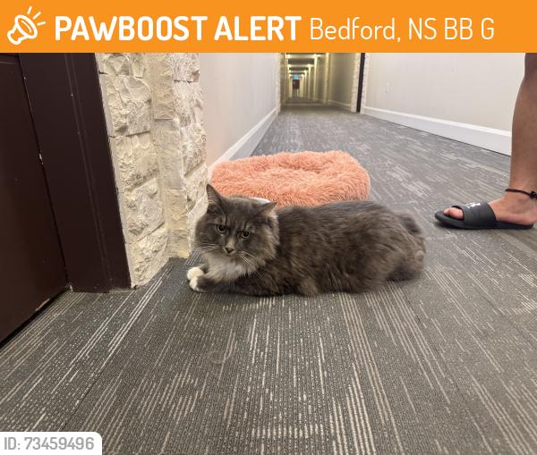 Found/Stray Unknown Cat last seen Near Gary Martin drive, Bedford, Bedford, NS B4B 2G1