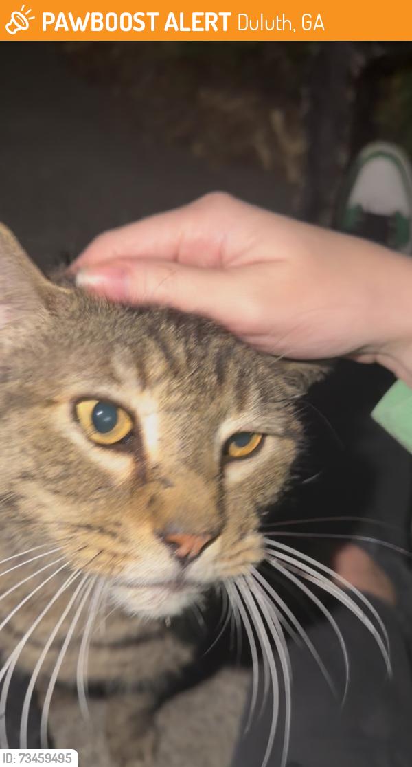 Found/Stray Male Cat last seen Peachtree industrial & summit ridge parkway, Duluth, GA 30096