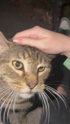 Found/Stray Male Cat last seen Peachtree industrial & summit ridge parkway, Duluth, GA 30096
