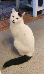 Lost Male Cat last seen Near 45 st and 12a Ave NW, Edmonton, AB T6L 3L6