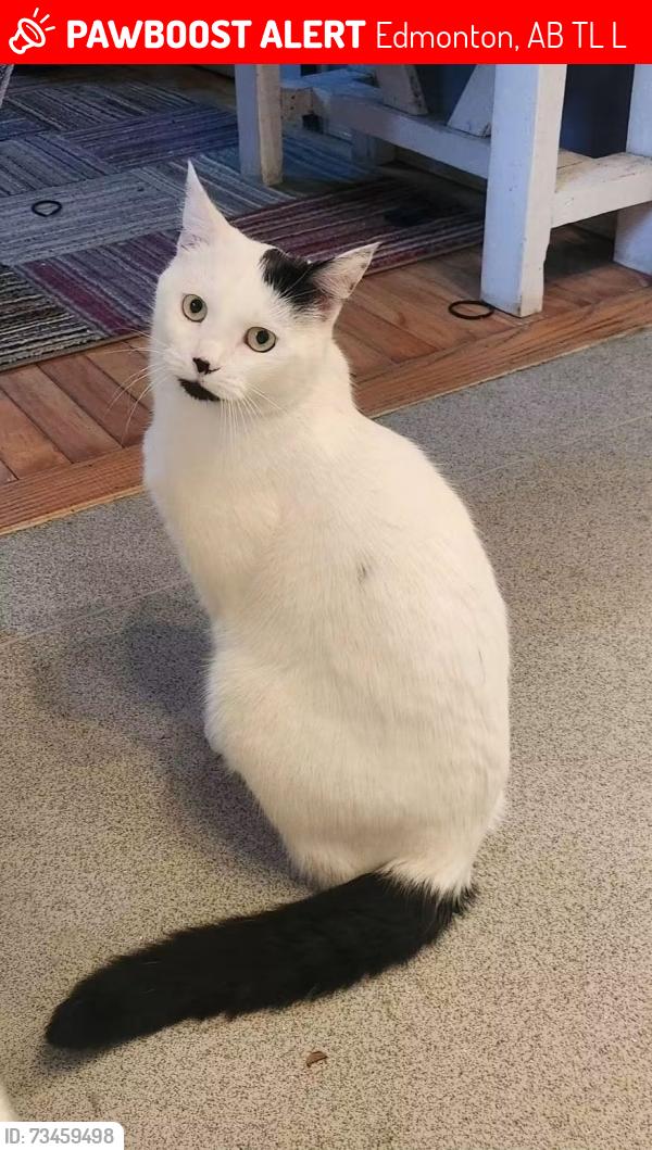 Lost Male Cat last seen Near 45 st and 12a Ave NW, Edmonton, AB T6L 3L6