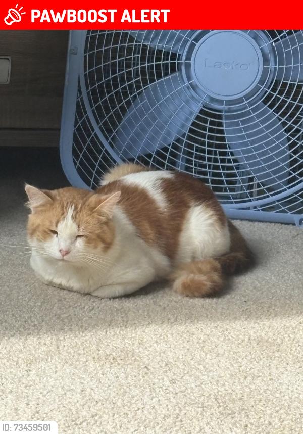 Lost Male Cat last seen Near Southbank Cir, Green Cove Springs, FL 32043