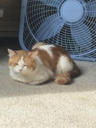 Lost Male Cat last seen Near Southbank Cir, Green Cove Springs, FL 32043