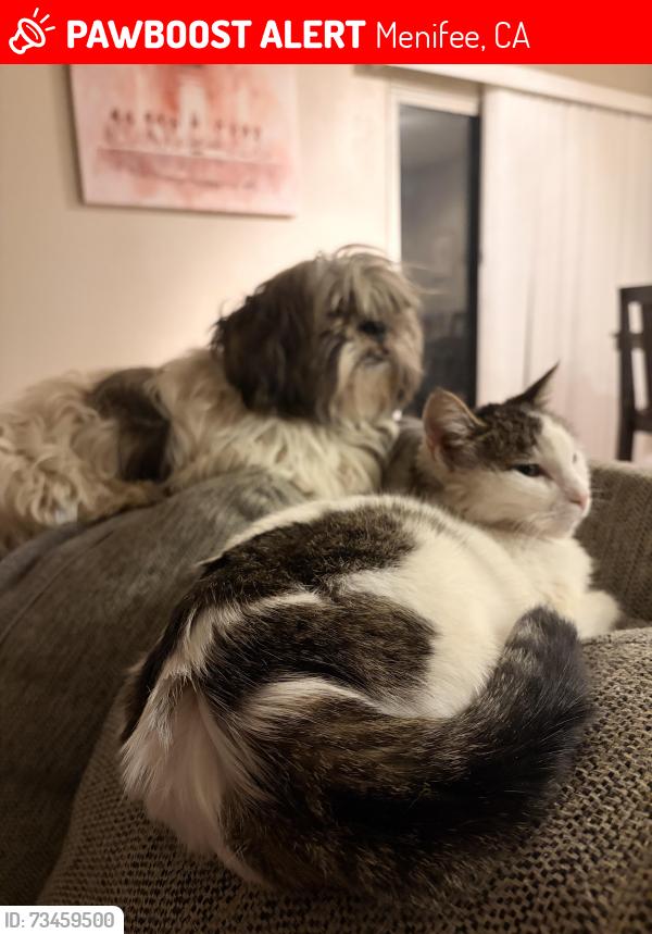 Lost Female Cat last seen Bradley road La Piedra, Menifee, CA 92584
