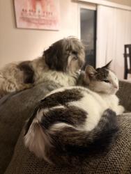 Lost Female Cat last seen Bradley road La Piedra, Menifee, CA 92584