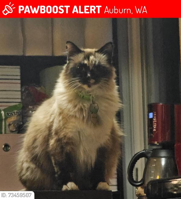 Lost Female Cat last seen Nst Ne, Auburn, WA 98002