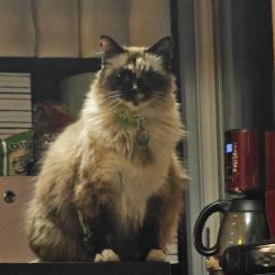 Lost Female Cat last seen Nst Ne, Auburn, WA 98002