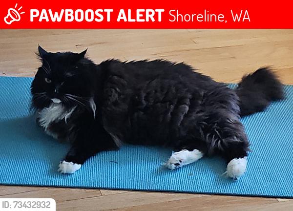 Lost Male Cat last seen 6th Ave NW & 185th, Richmond Highlands, Shoreline, WA 98177
