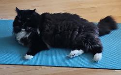 Lost Male Cat last seen 6th Ave NW & 185th, Richmond Highlands, Shoreline, WA 98177