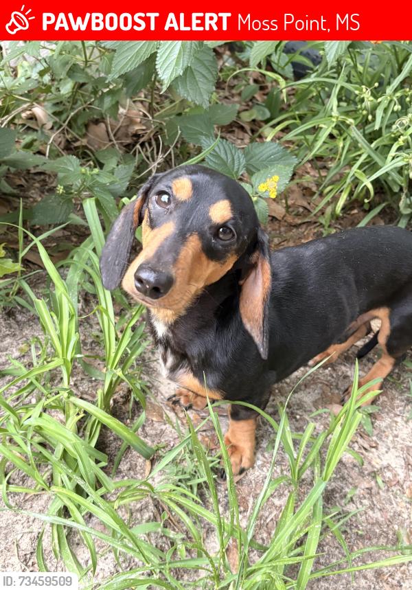 Lost Male Dog last seen Wisteria, Moss Point, MS 39562