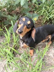 Lost Male Dog last seen Wisteria, Moss Point, MS 39562