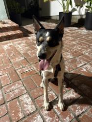 Reunited Male Dog last seen Reforma and Cass Ave in Woodland Hills, Los Angeles, CA 91364