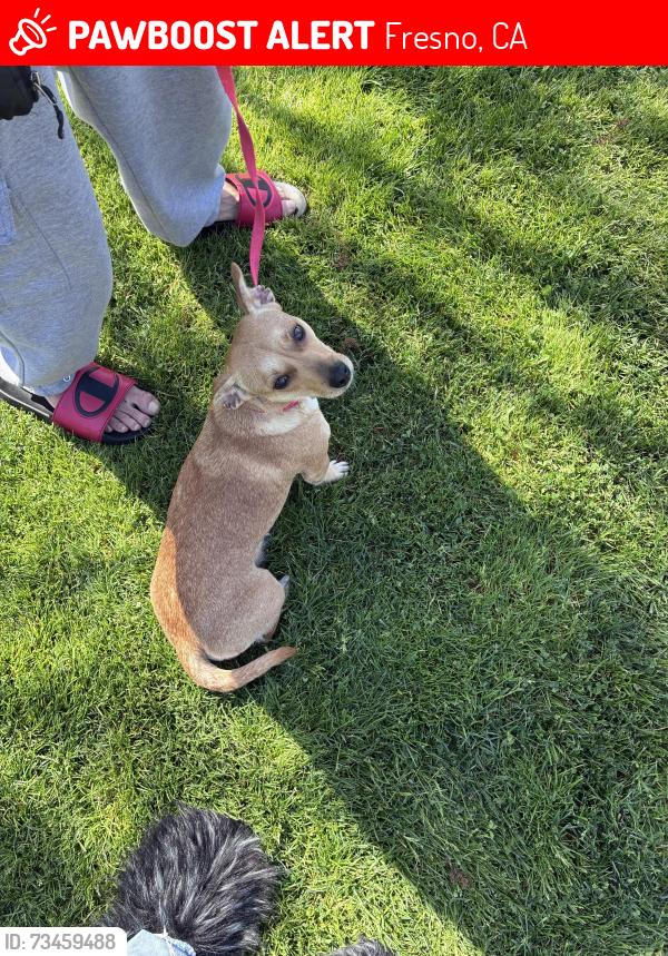 Lost Female Dog last seen Fresno and Gettysburg, Fresno, CA 93726