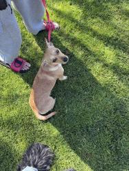 Lost Female Dog last seen Fresno and Gettysburg, Fresno, CA 93726