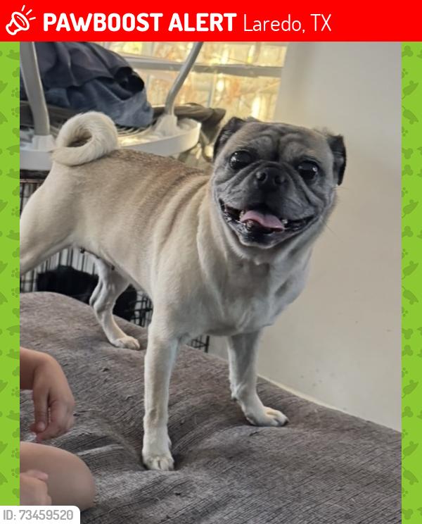 Lost Female Dog last seen Saunders near Mokicks Car Audio, Laredo, TX 78041