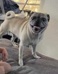 Lost Female Dog last seen Saunders near Mokicks Car Audio, Laredo, TX 78041