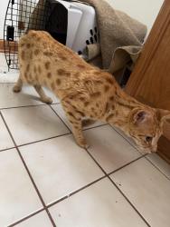 Reunited Male Cat last seen Stonebridge and Wingate dr, Mundelein, IL 60060