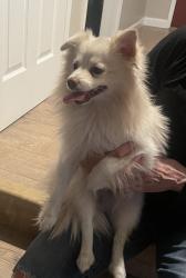 Reunited Male Dog last seen Dekinger, Concord, CA 94521