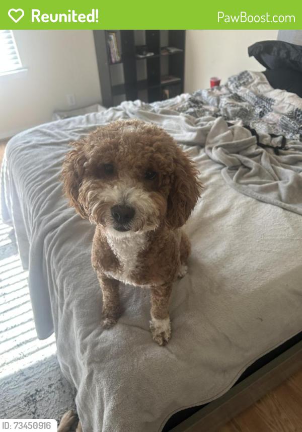 Reunited Female Dog last seen Near by dollar general, Houston, TX 77090