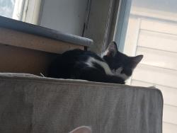 Lost Female Cat last seen Garnet street, Regina, SK S4T 2Y4