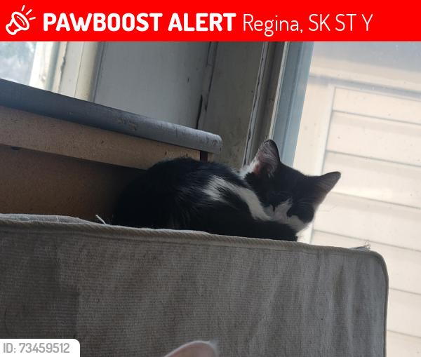 Lost Female Cat last seen Garnet street, Regina, SK S4T 2Y4