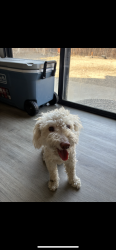 Lost Male Dog last seen Baker st and Dover Ct, San Jacinto, CA 92583