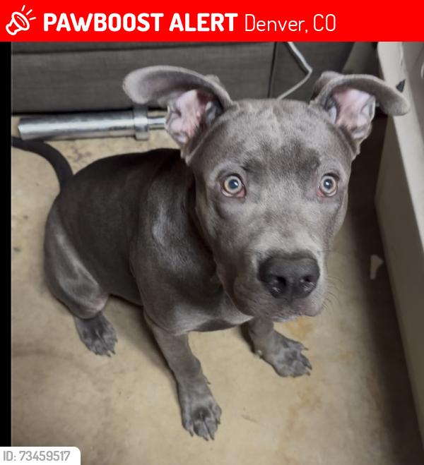 Lost Male Dog last seen irving and evans, Denver, CO 80219