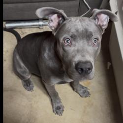 Lost Male Dog last seen irving and evans, Denver, CO 80219