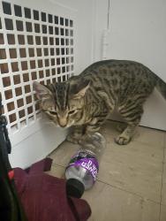 Found/Stray Male Cat last seen Twin lakes recreation area, Columbia, MO 65203