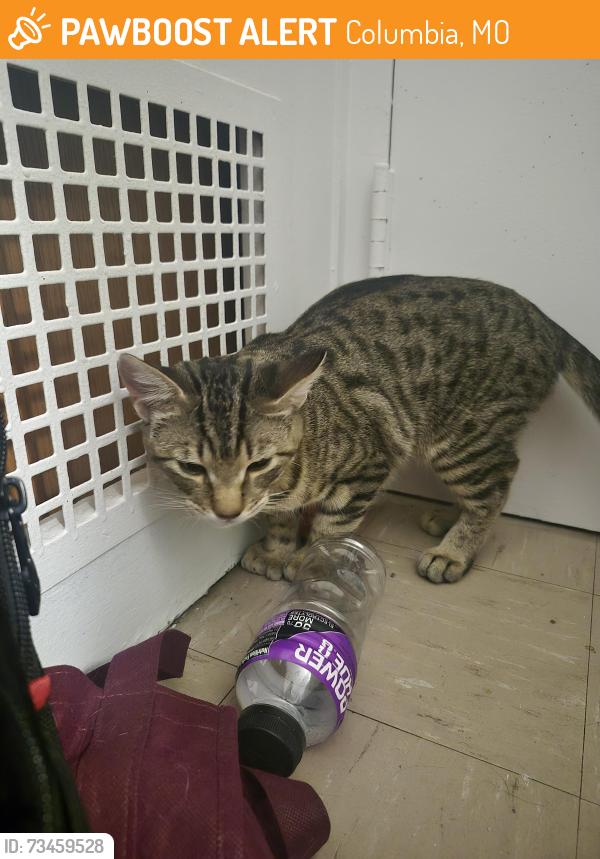 Found/Stray Male Cat last seen Twin lakes recreation area, Columbia, MO 65203
