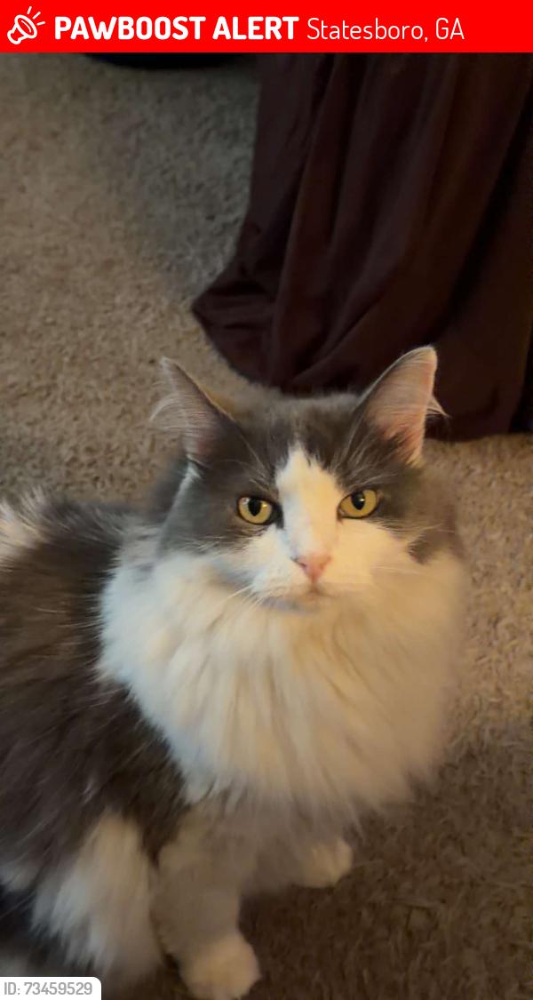 Lost Female Cat last seen In a bush between unit 19, Statesboro, GA 30458