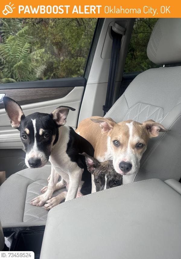 Found/Stray Female Dog last seen Oklahoma City public schools, Oklahoma City, OK 73111