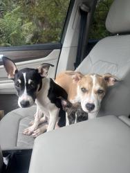 Found/Stray Female Dog last seen Oklahoma City public schools, Oklahoma City, OK 73111