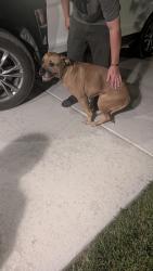 Found/Stray Female Dog last seen Lakeview parkway Provo, Utah, Provo, UT 84601